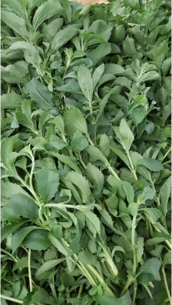 스테비아 재배 삽목 요령 단맛 유지 잎 건조_4