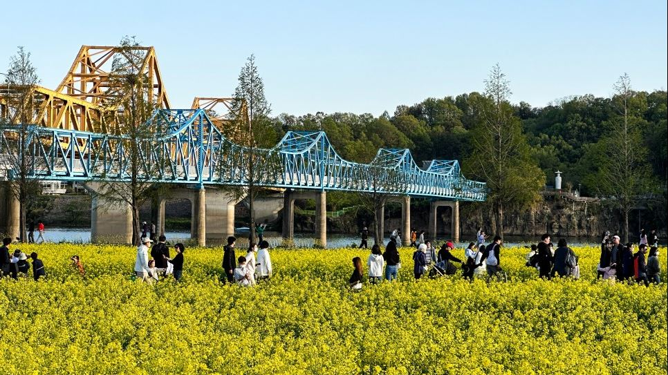 창녕 유채꽃축제.낙동강 유채축제_2023년.행사안내