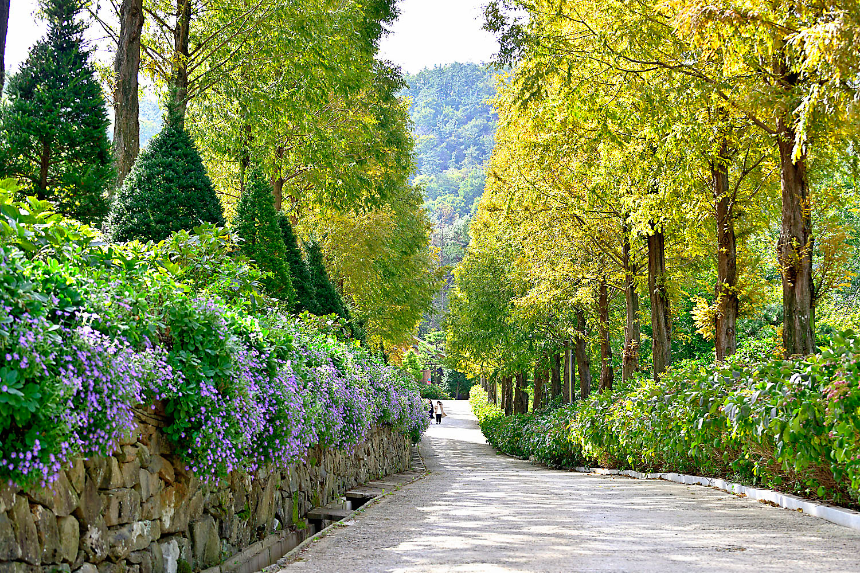 특색 있고 아름다운 민간 정원 30선 추천 여행 - 14. 고성 그레이스 정원