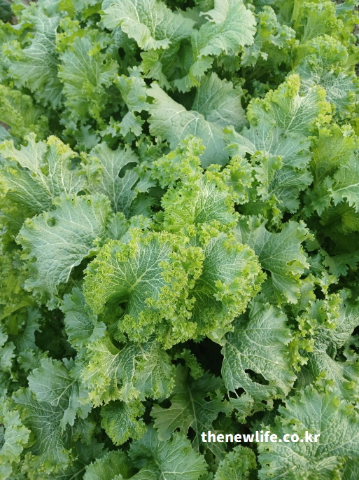 녹색 겨자잎이 풍성하게 자란 모습 &ndash; 겨자잎 면역력 강화와 항염 효능을 설명하는 사진