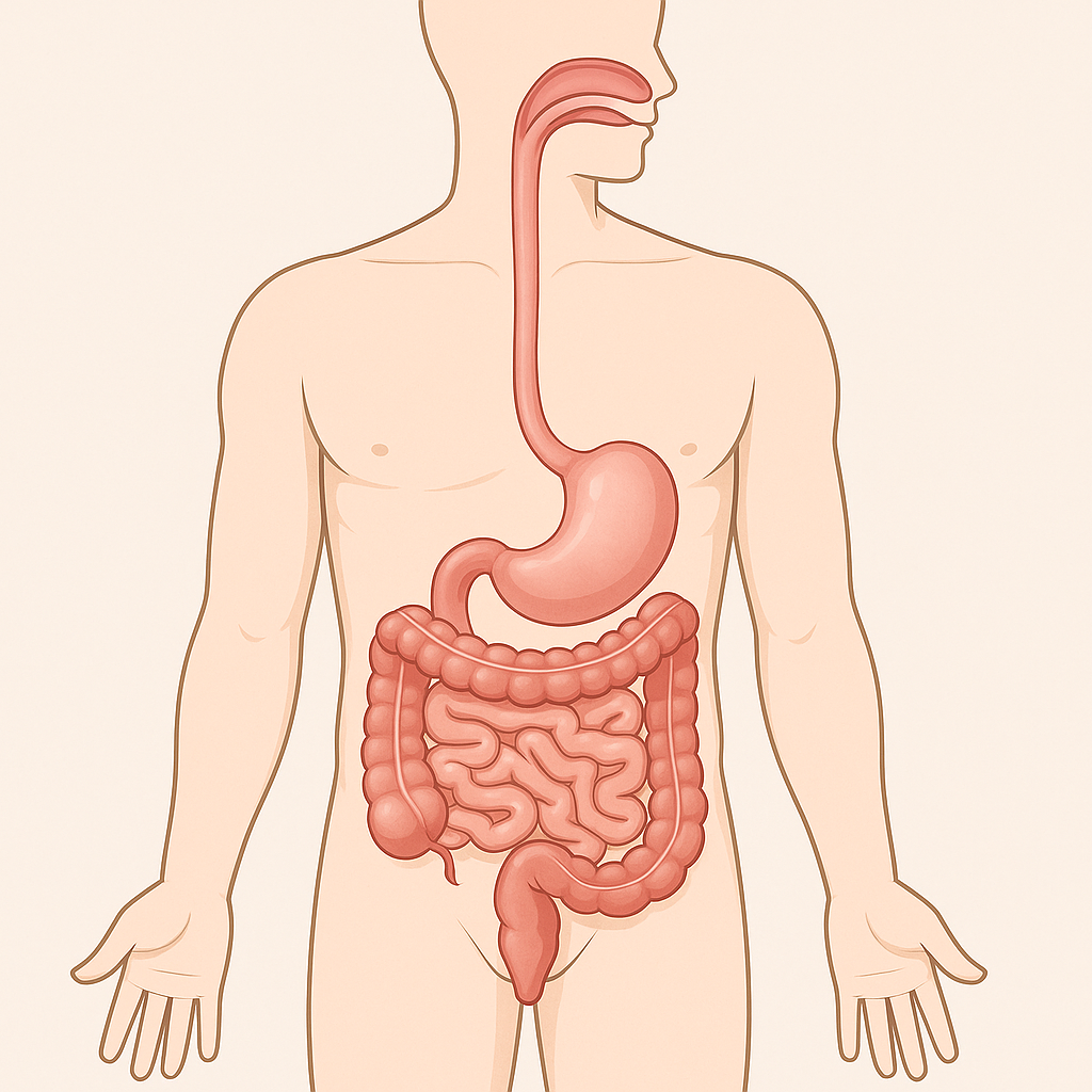 위암과 관련된 사진