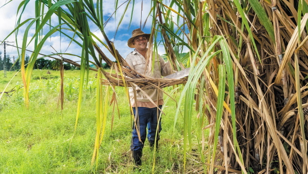폴리코사놀의 효능 부작용 고르는법 하루 섭취량 쿠바산