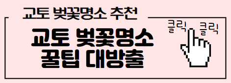 교토 벚꽃 꿀팁