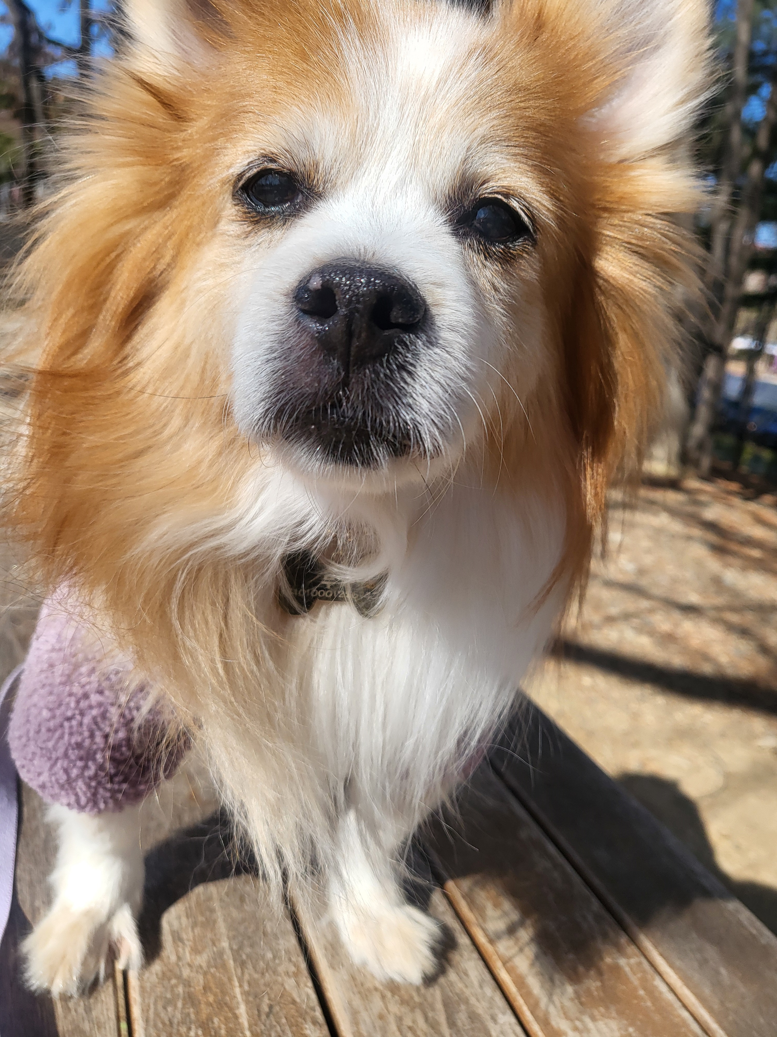 노견 수면시간&amp;#44; 나이가 들수록 변화하는 이유와 관리 방법