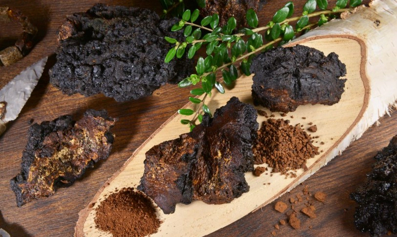 차가버섯 차 효능