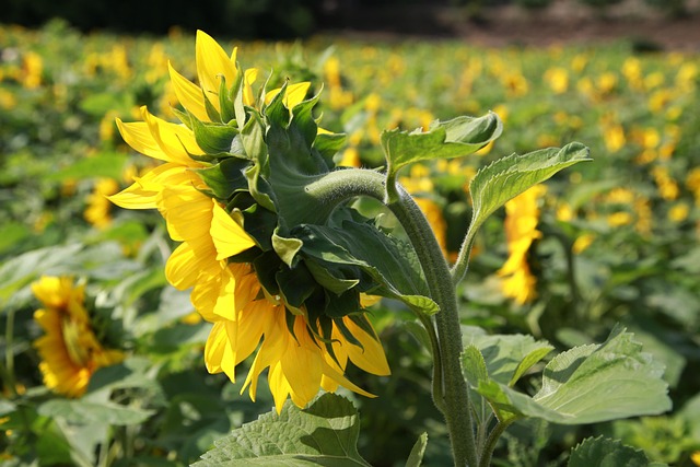 함안 강주 해바라기 축제 일정