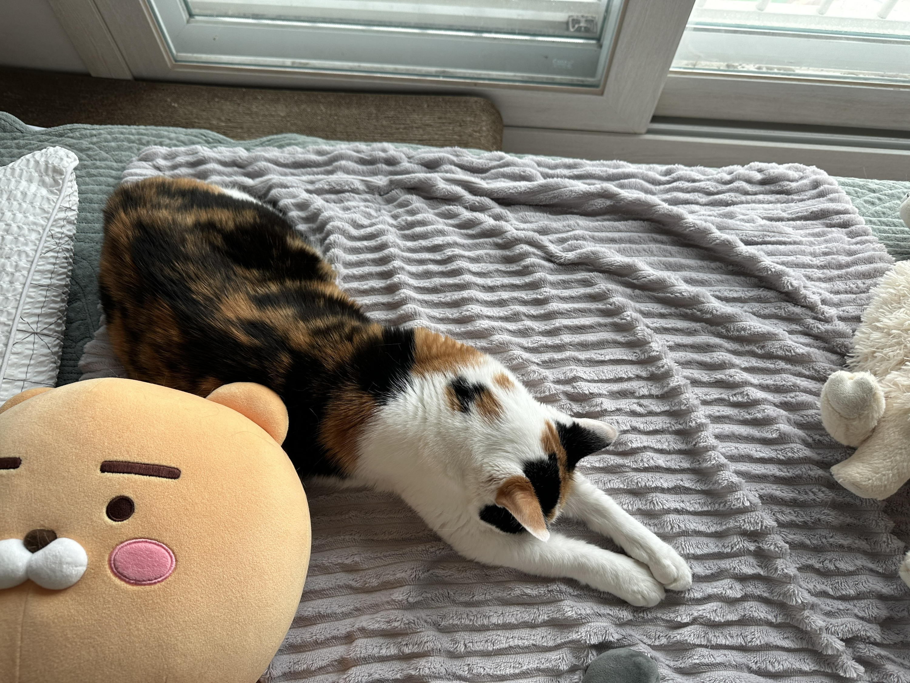 쭉_뻗어서_자고_있는_삼색이고양이_요미_3