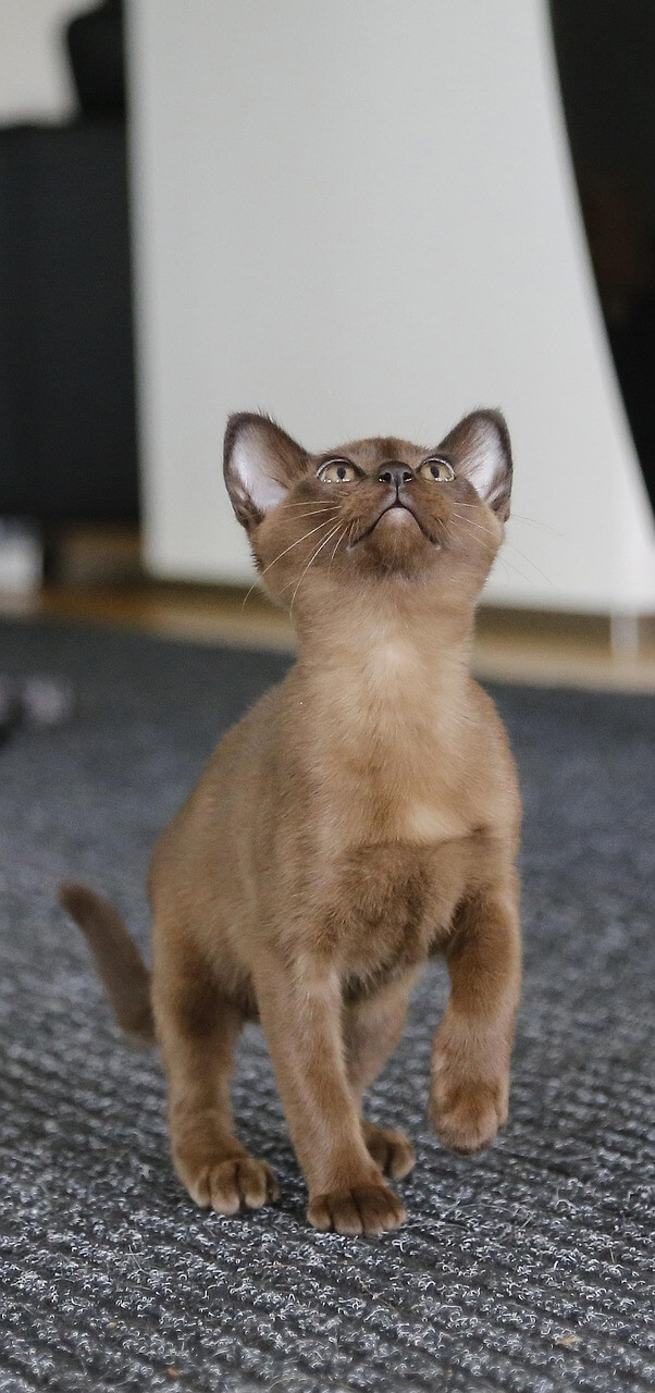 고양이 행동 심리 관찰 일지 고양이가 물건을 떨어뜨리는 행동, 단순한 &lsquo;장난&rsquo;이 아니다