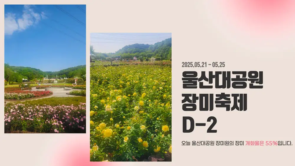 울산 장미축제