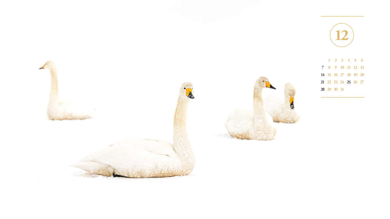 11 눈 위에 백조 A - 2025년12월 노트북배경화면