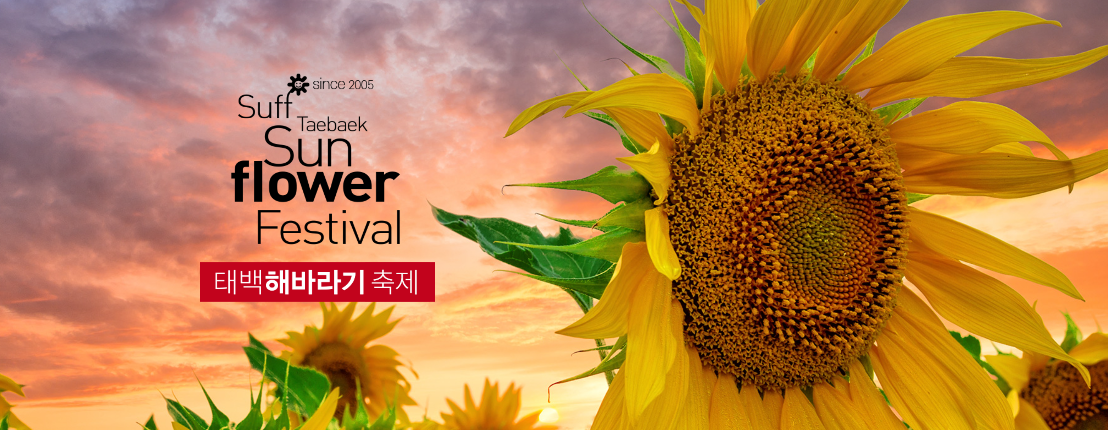 태백해바라기축제