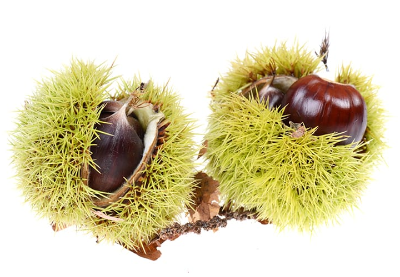 밤은 영양만점 슈퍼푸드