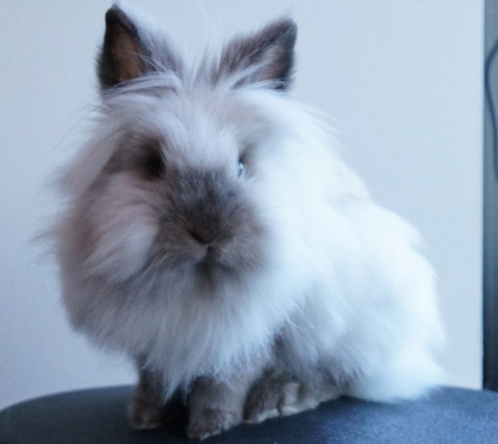 라이언헤드-토끼