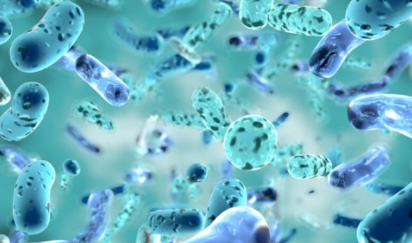 구강 유산균 입냄새 치주질환 억제 효과