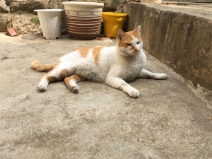 고양이-나쵸-꼬질꼬질