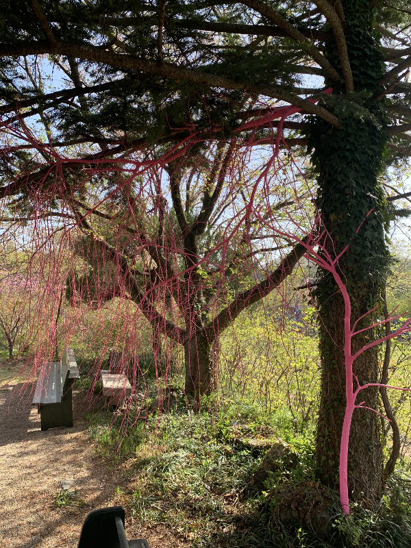 당진 아미미술관 주변 나무