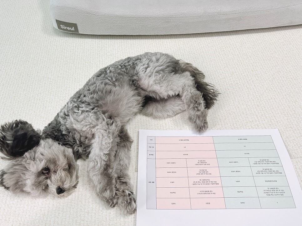 펫보험 비교
