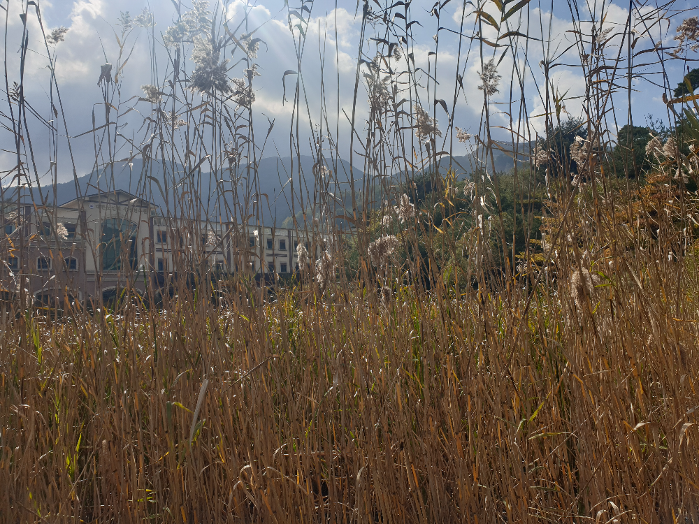 노랗게 물든 갈대가 펼쳐져 있다. 뒤에 우정연수원이 희미하게 보인다.