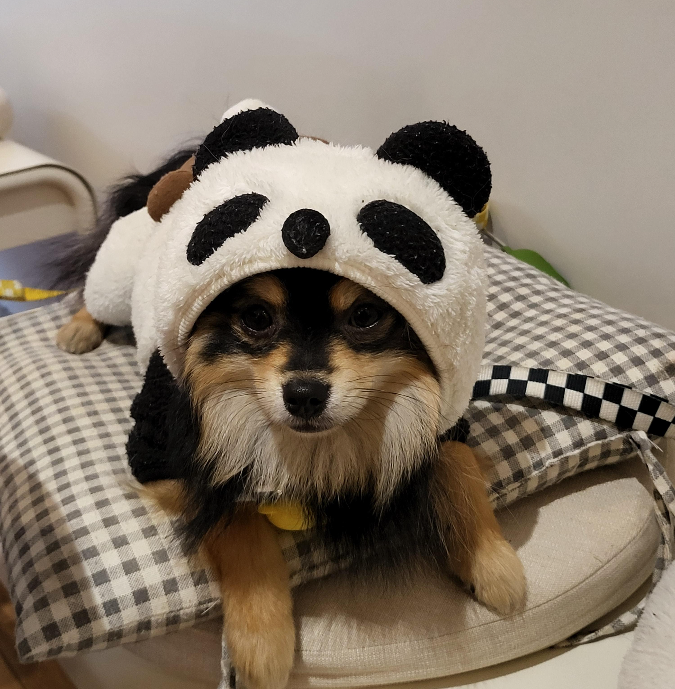판다 달콩