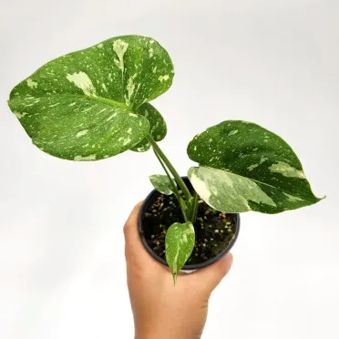 물에서 키우는 실내 식물 추천_4