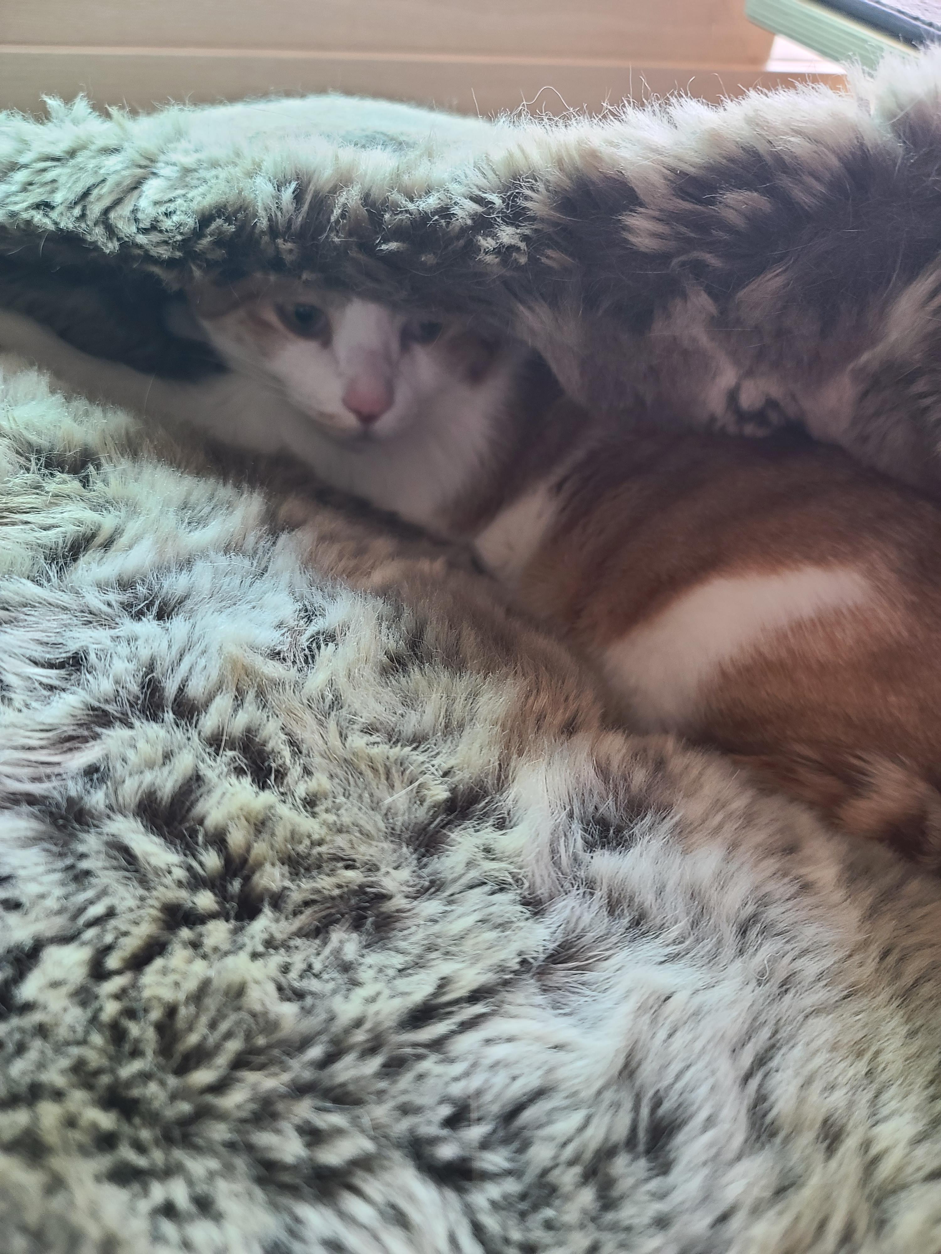 집사가 청소를 대충 할 수밖에 없었던 이유 (feat. 막둥이)