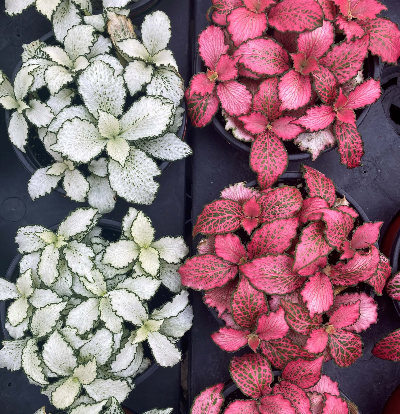 휘토니아 화이트스타, 레드스타