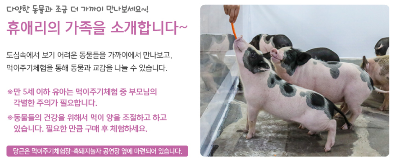 2025 휴애리 유채꽃 축제 동물 먹이 주기 체험