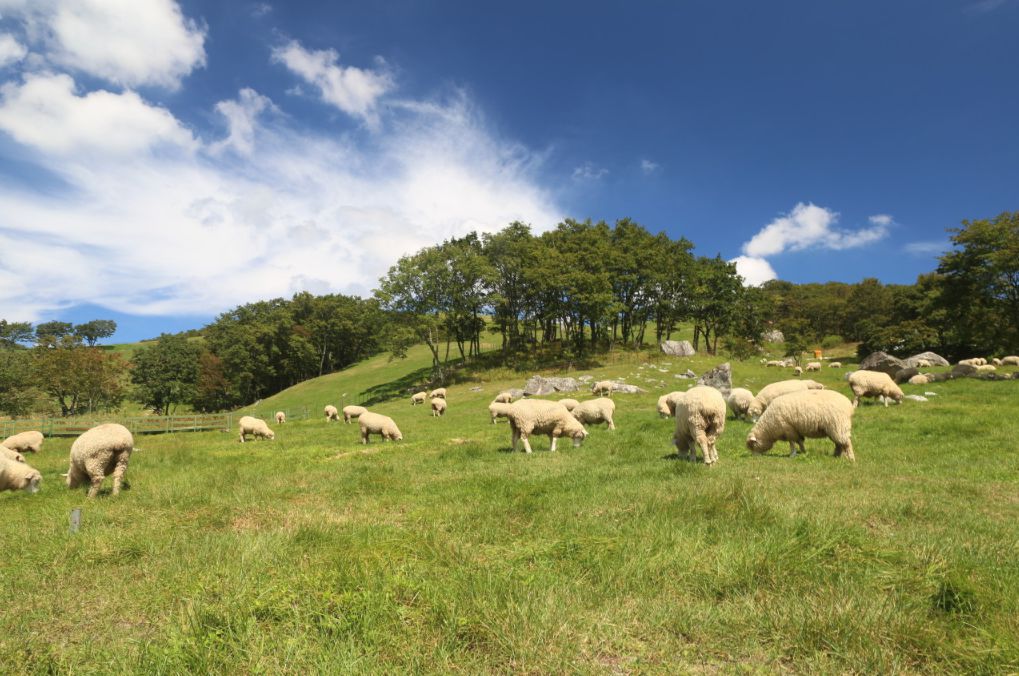 대관령양떼목장