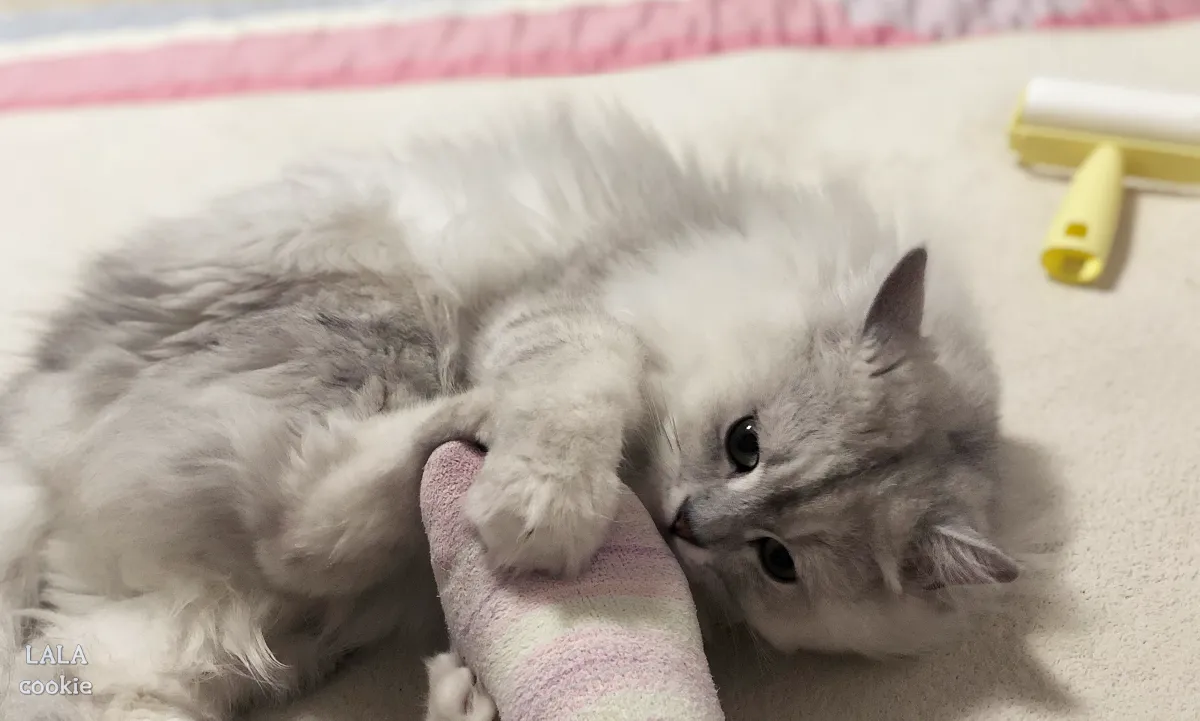 고양이가-깨무는-이유-사람-발을-잡고-있는-고양이