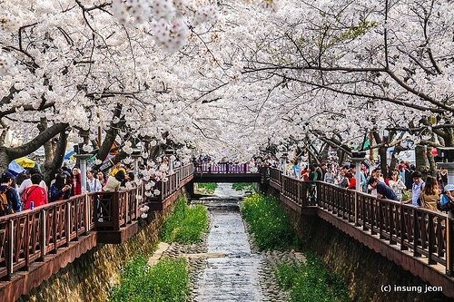 대한민국 전국 벚꽃 여행 명소 추천