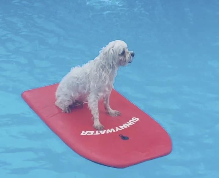 수영하는 강아지
