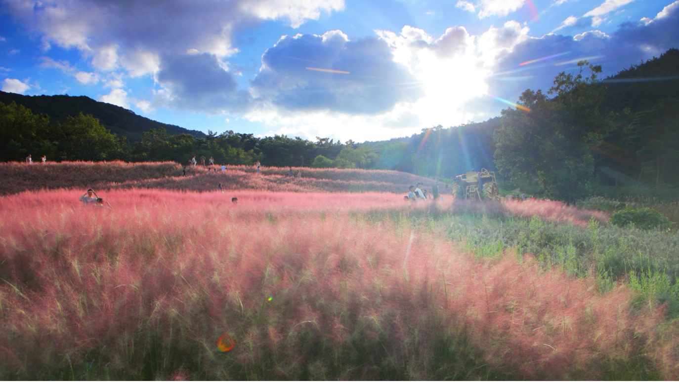 2024 핑크뮬리 축제와 개화시기, 명소 추천 Best 10-칠곡가산수피아