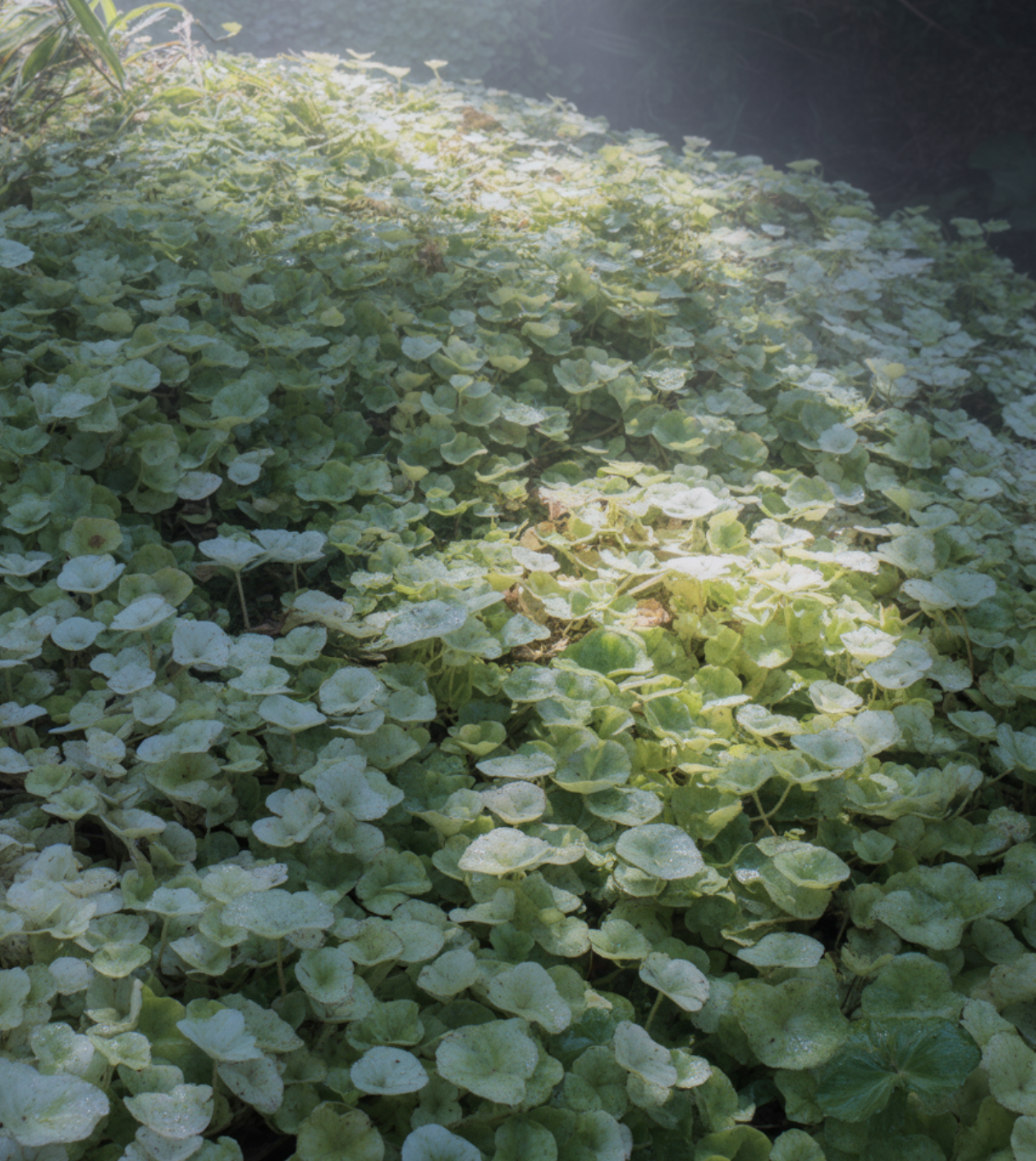 &amp;#39;살아있는 멀칭&amp;#39;&amp;#44; 잡초를 굶겨 죽이는 원리