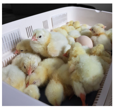 알콤 병아리 부화기 사용 후기 &amp;#124; PRO 20 DO 자동부화기 솔직 리뷰