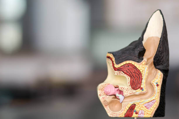 강아지 귀청소 하는 법, 주기 알아보기