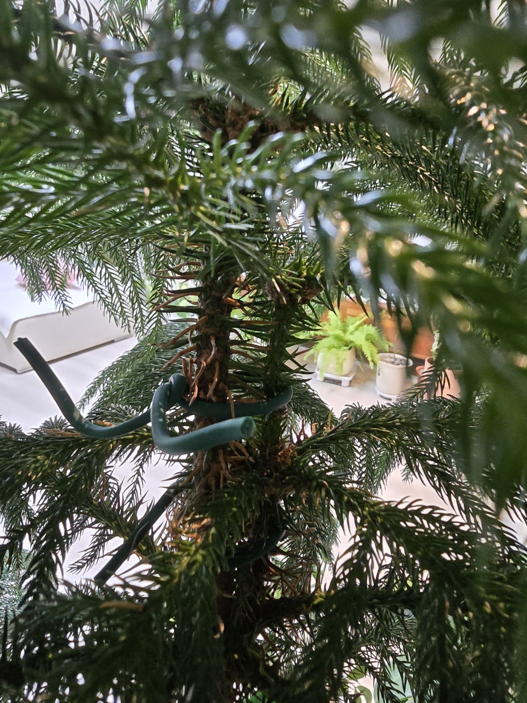 목대에난 가시같은 잎