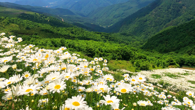 평창 육백마지기