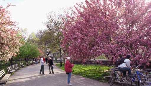리버사이드 파크 벚꽃 (사진 : 구글)