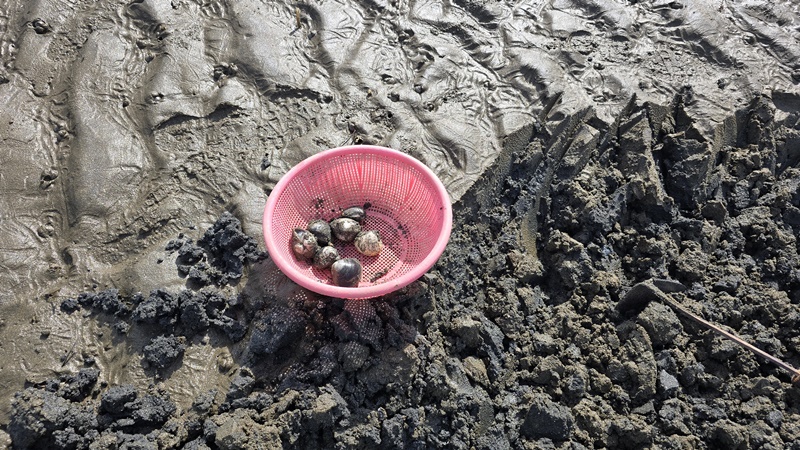 조개가 바구니에 담긴 모습