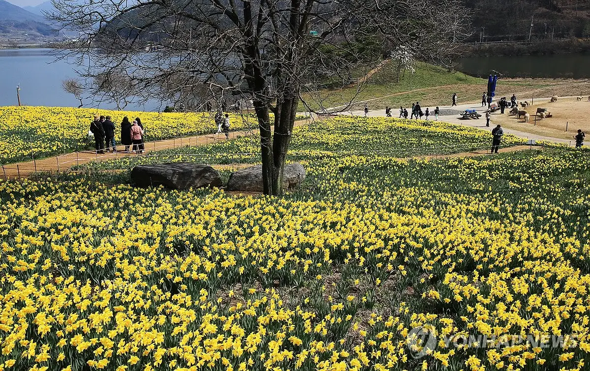 구례 지리산치즈랜드 수선화