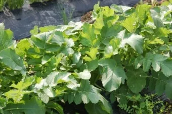 시래기용 무 재배 잎 관리 병해 줄이기 건조 보관_6