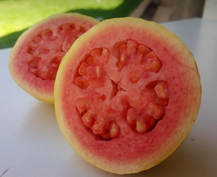 구아바(Guava) 종합 가이드 관련 사진