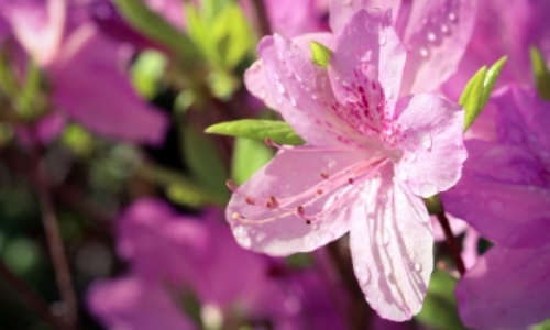 군포 철쭉축제 초대가수