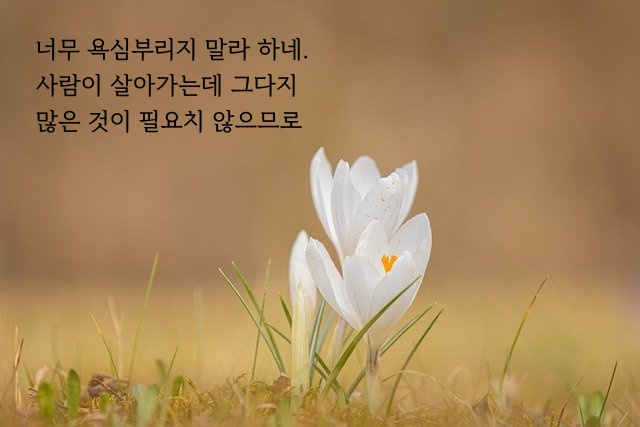‘삶이 나에게’ 시 문구 들어간 이미지