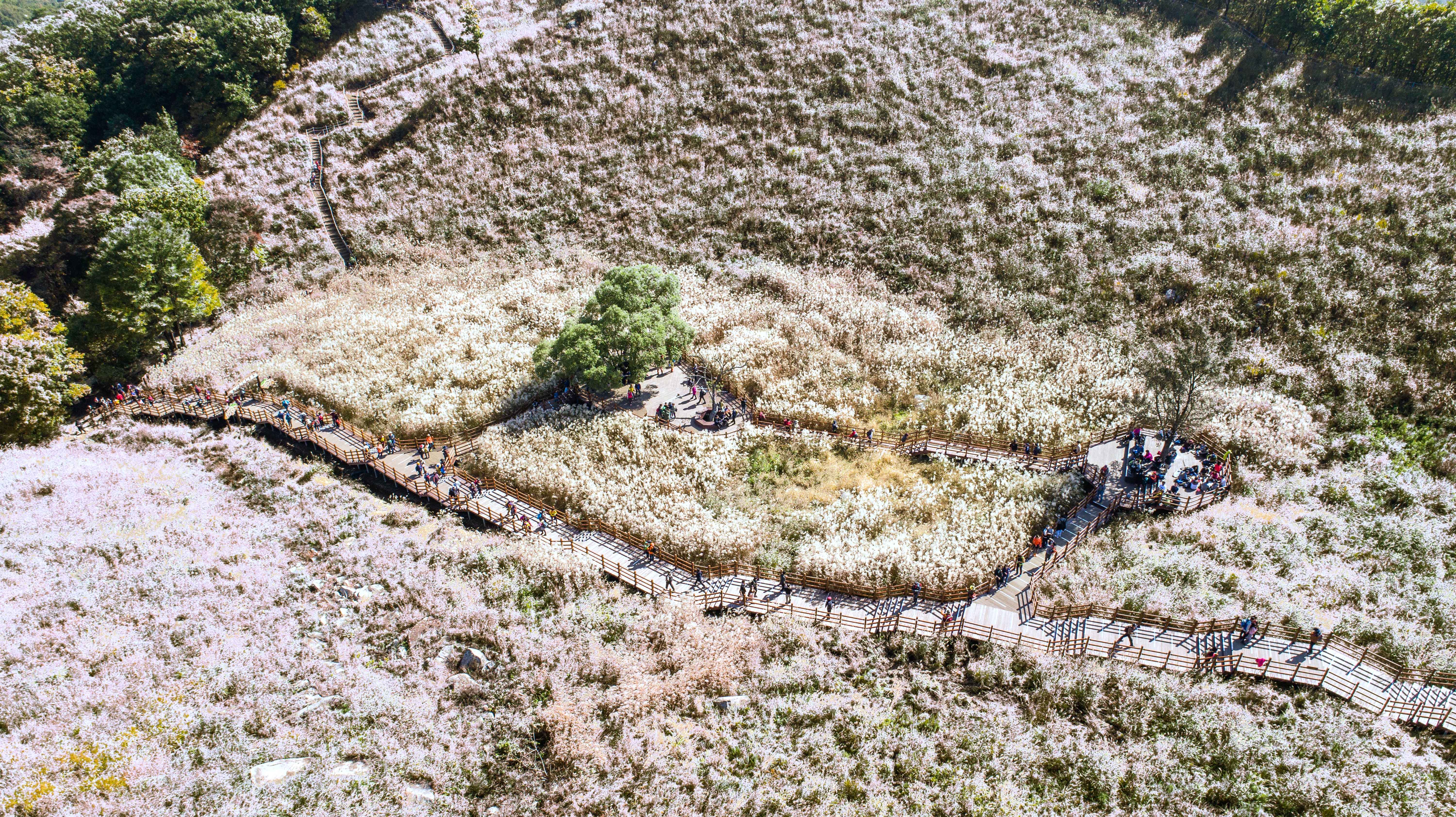 [ⓒ한국관광공사 포토코리아-라이브스튜디오] 명성산 억새