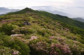 2024 영주 소백산철쭉제 기본일정과 프로그램 정리 경서 이세벽 노을 문초희 출연