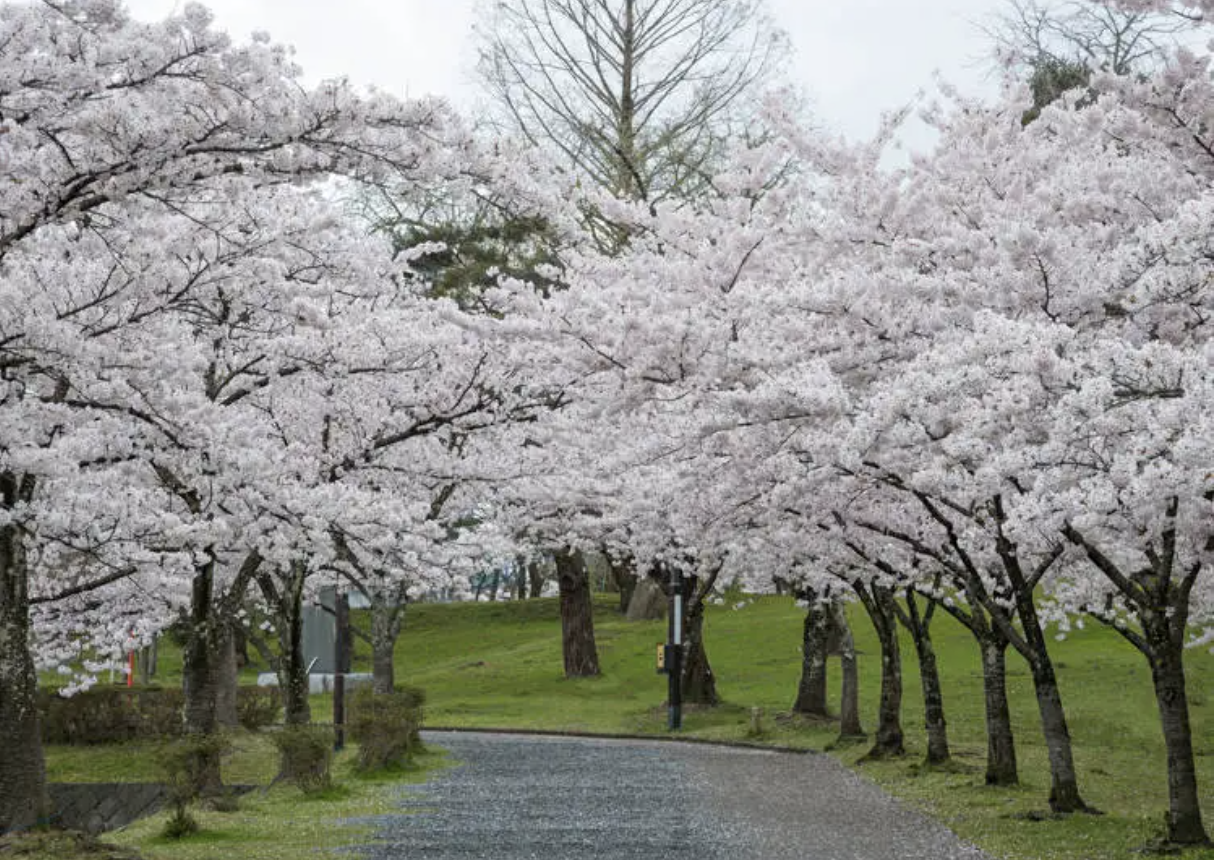 쓰루오카 벚꽃 축제