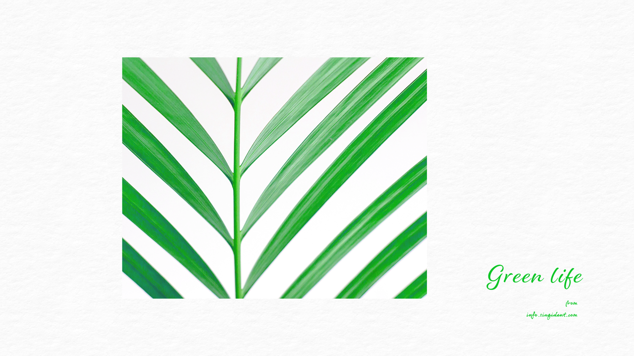 06 초록색 잎사귀 C - Green life 초록색배경화면
