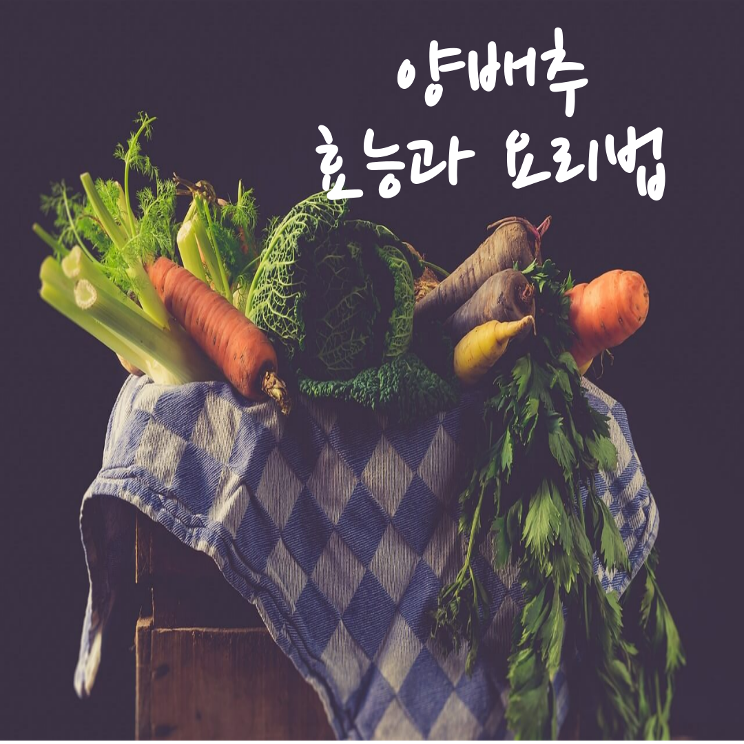 양배추와 채소
