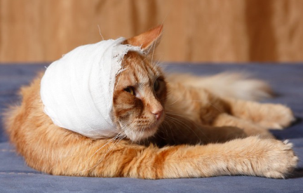 붕대를 감는 고양이.